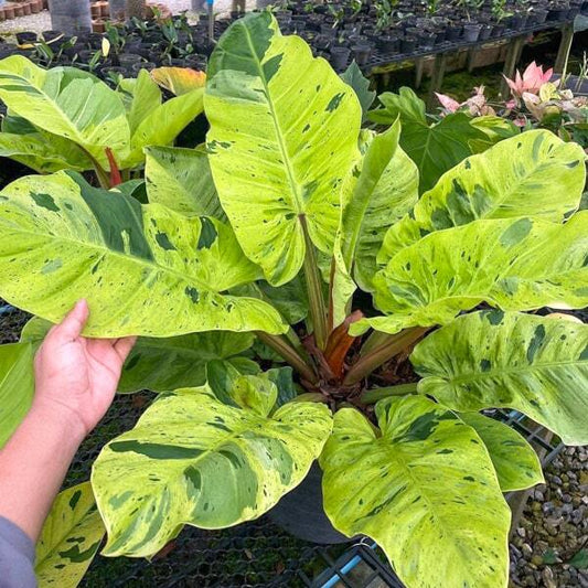 Philodendron RUAY SAB MARBLE