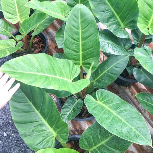 Philodendron RUAY SAB