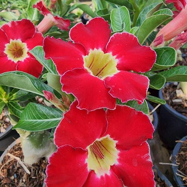Adenium obesum RUBY LOVE