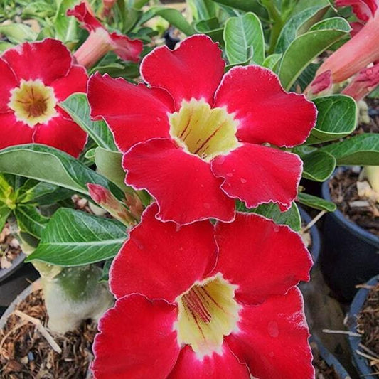 Adenium obesum RUBY LOVE