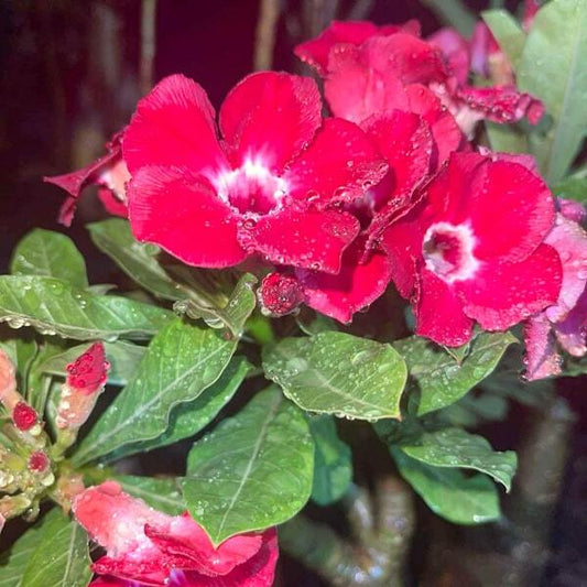 Adenium obesum RUBY RED