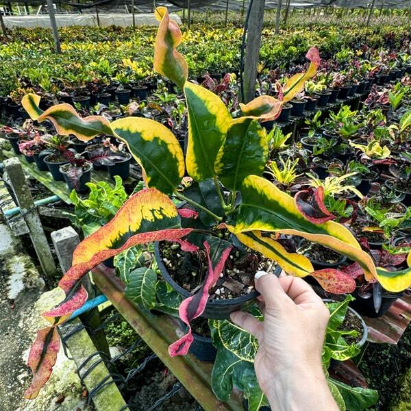 Croton RUNG LAWAN