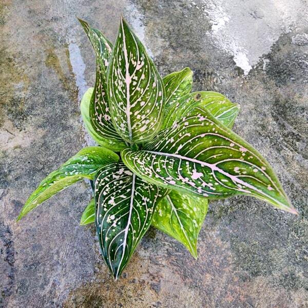 Aglaonema RUNG ROT