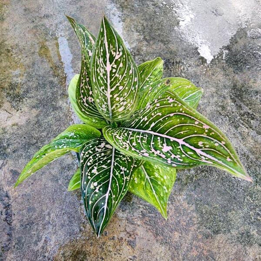 Aglaonema RUNG ROT
