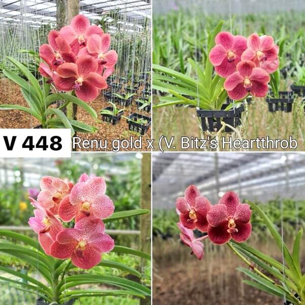Vanda orchid V RENU GOLD X V BITZS HEARTTHROB #448