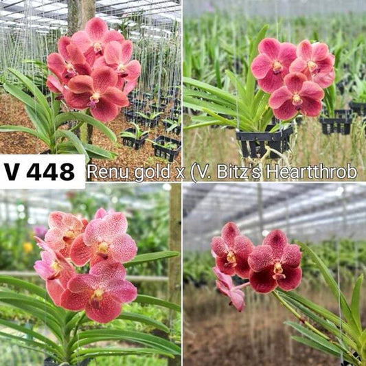 Vanda orchid V RENU GOLD X V BITZS HEARTTHROB #448