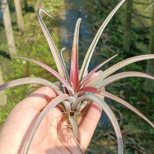 Tillandsia Schatzlii Red X