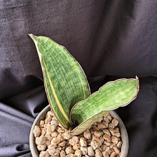Sansevieria SCIMITARIFORMIS R944 VAR