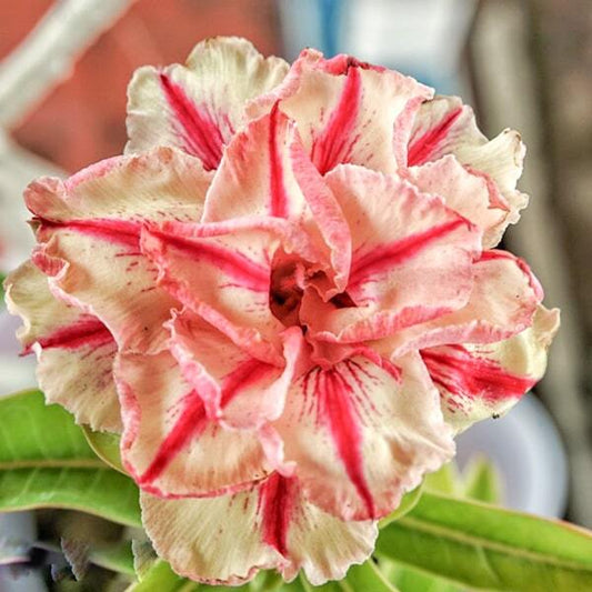 Adenium obesum SIAM 25-02