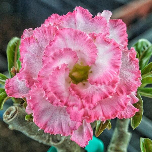 Adenium obesum SIAM 25-03