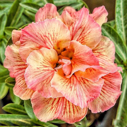 Adenium obesum SIAM 25-04