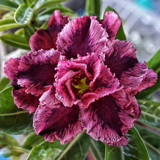 Adenium obesum SIAM 25-05