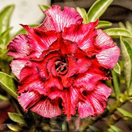 Adenium obesum SIAM 25-06