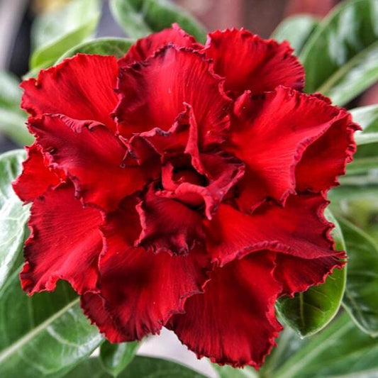 Adenium obesum SIAM 25-07