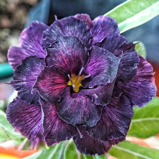 Adenium obesum SIAM 25-08