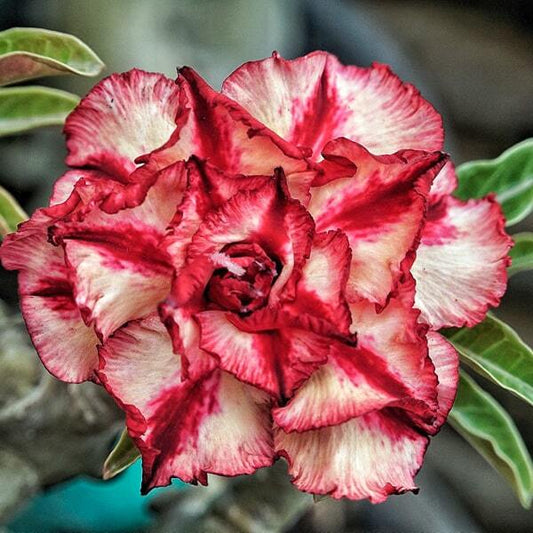 Adenium obesum SIAM 25-09