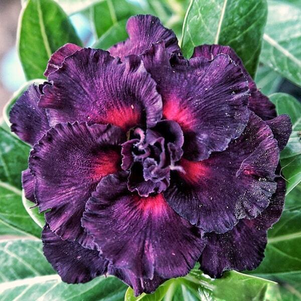 Adenium obesum SIAM 25-12