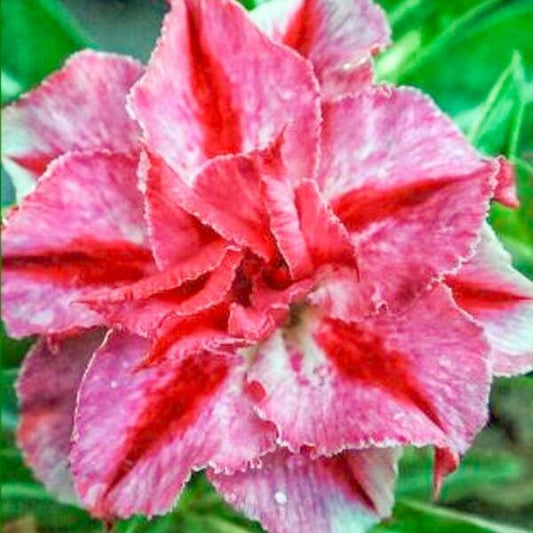 Adenium obesum SIAM 25-13