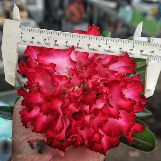 Adenium obesum SIAM 25-14