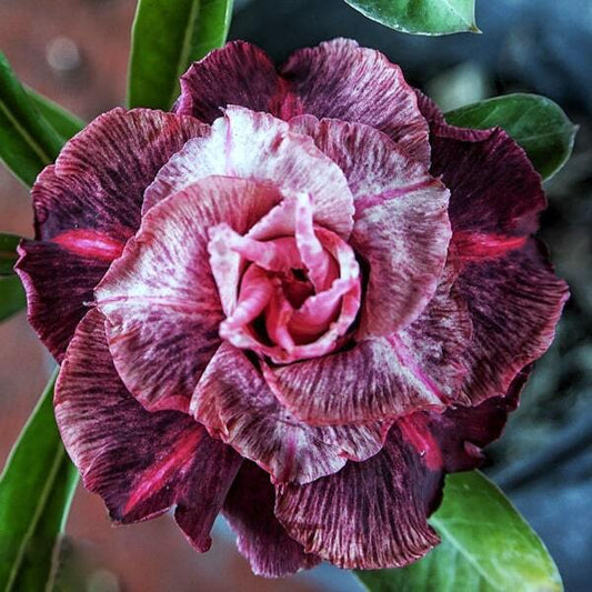 Adenium obesum SIAM 25-15
