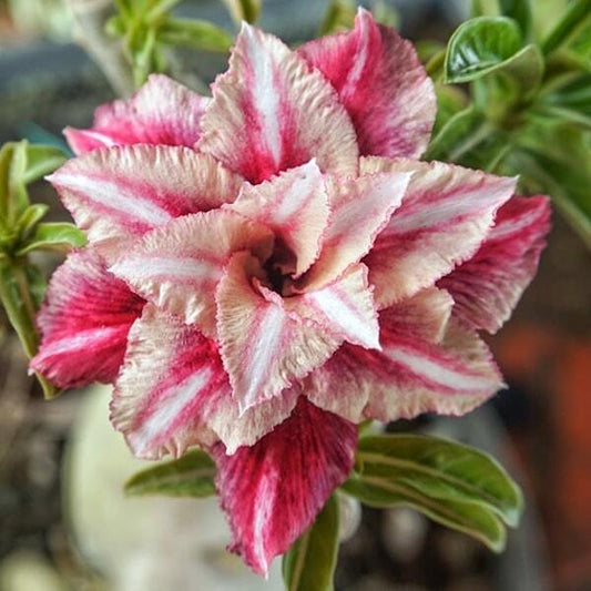 Adenium obesum SIAM 25-16