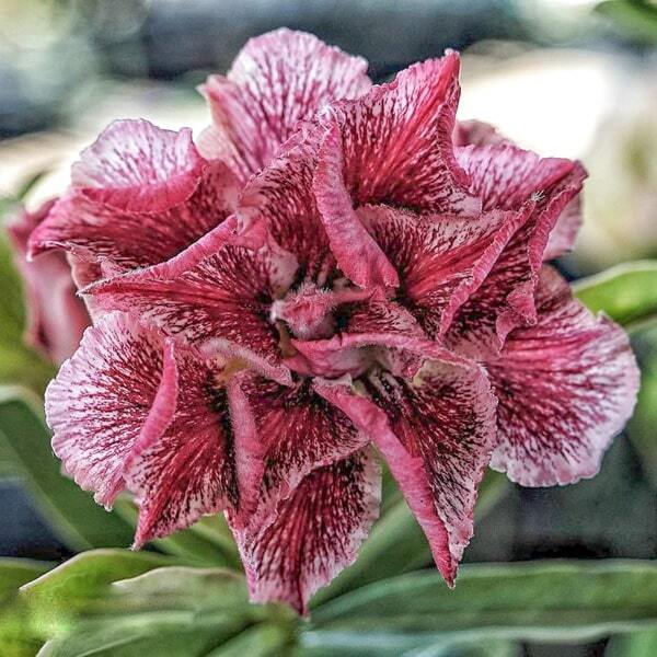 Adenium obesum SIAM 25-17