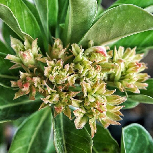 Adenium obesum SIAM 25-18