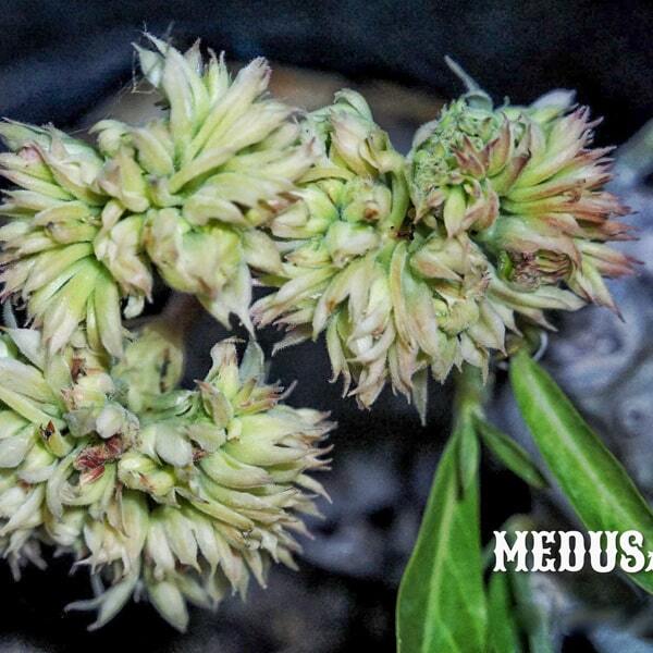 Adenium obesum MEDUSA