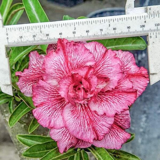 Adenium obesum SIAM 25-19