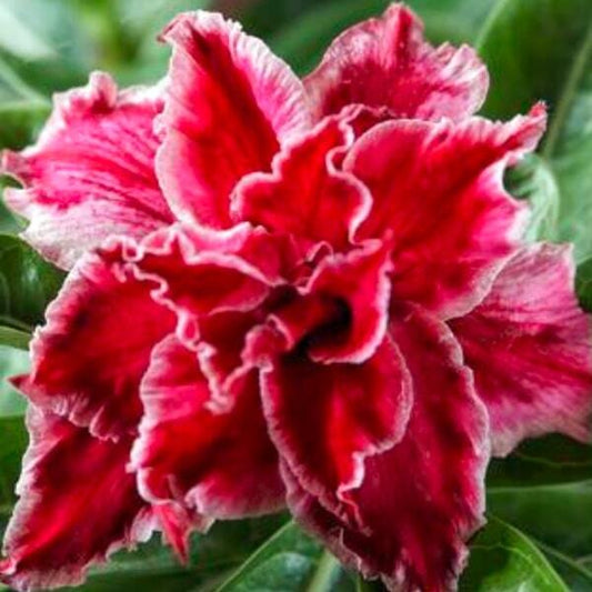 Adenium obesum SIAM 25-20