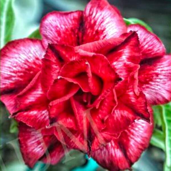 Adenium obesum SIAM 25-21