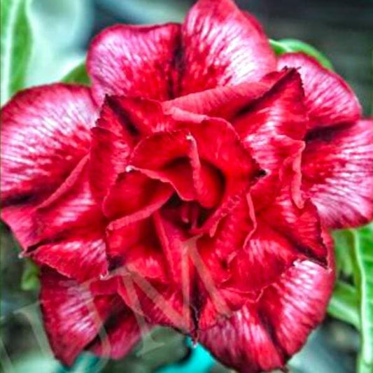 Adenium obesum SIAM 25-21