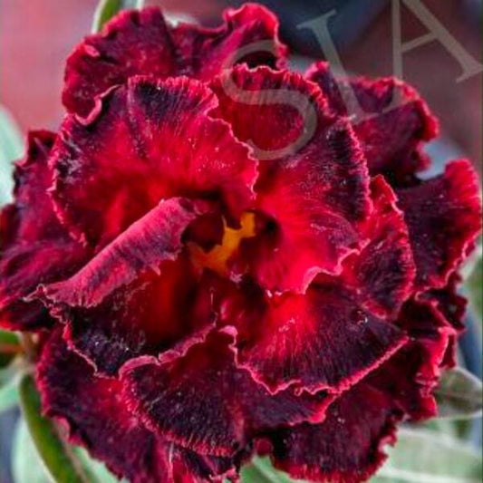 Adenium obesum SIAM 25-22