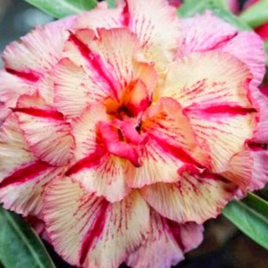 Adenium obesum SIAM 25-24