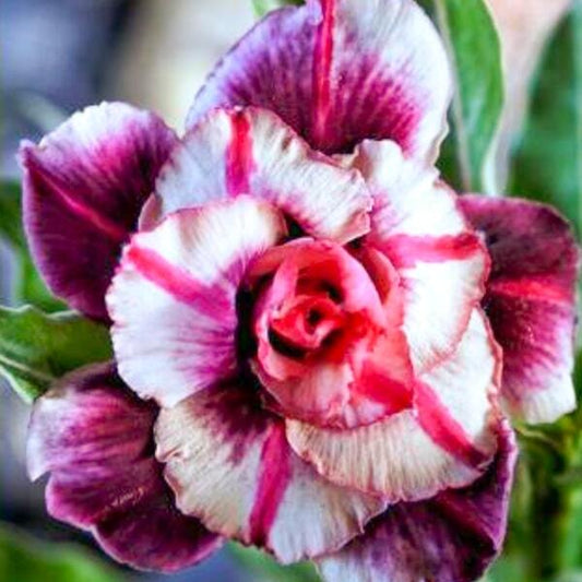 Adenium obesum SIAM 25-25