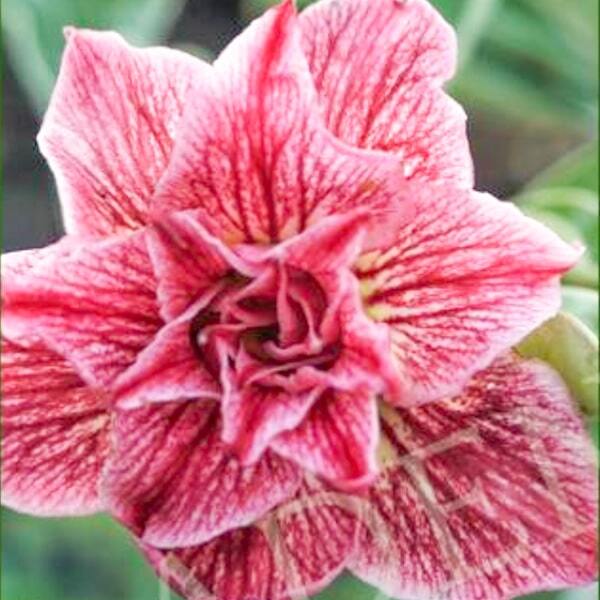Adenium obesum SIAM 25-26