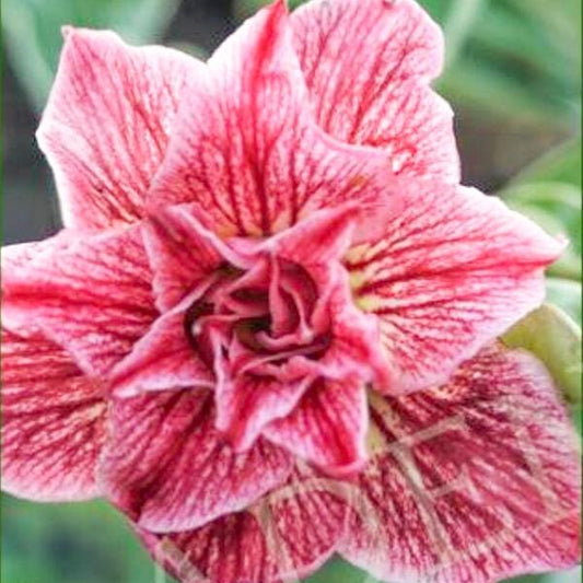 Adenium obesum SIAM 25-26