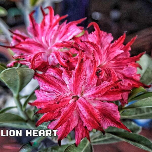 Adenium obesum SIAM 25-27