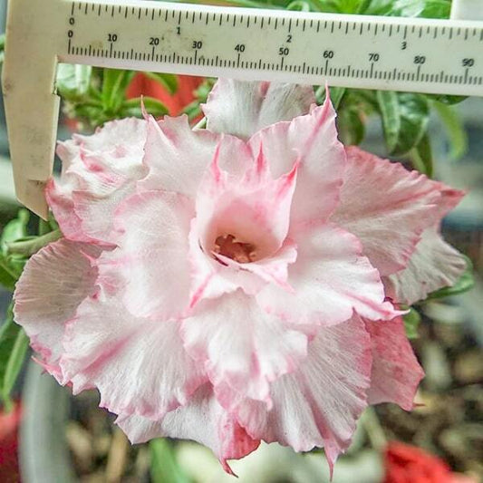 Adenium obesum SIAM 25-28