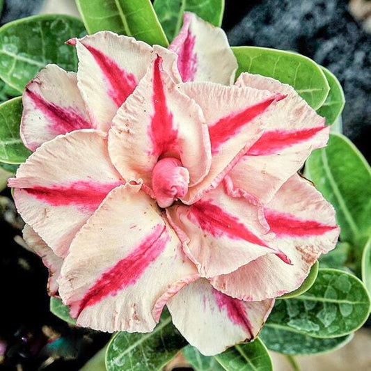 Adenium obesum SIAM 25-29