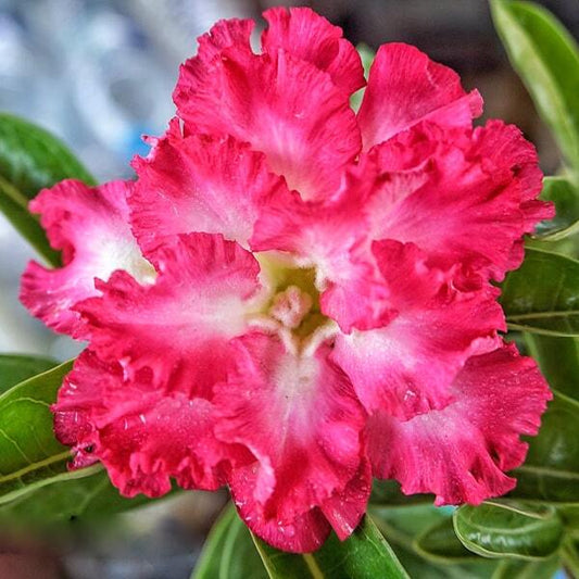 Adenium obesum SIAM 25-31