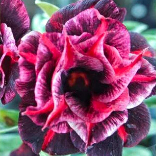 Adenium obesum SIAM 25-32