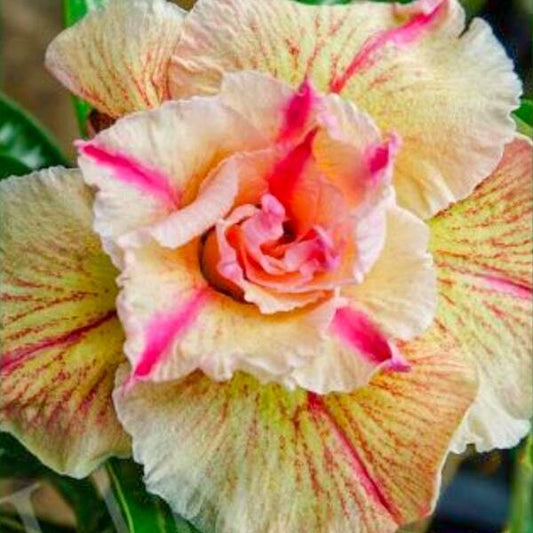 Adenium obesum SIAM 25-33