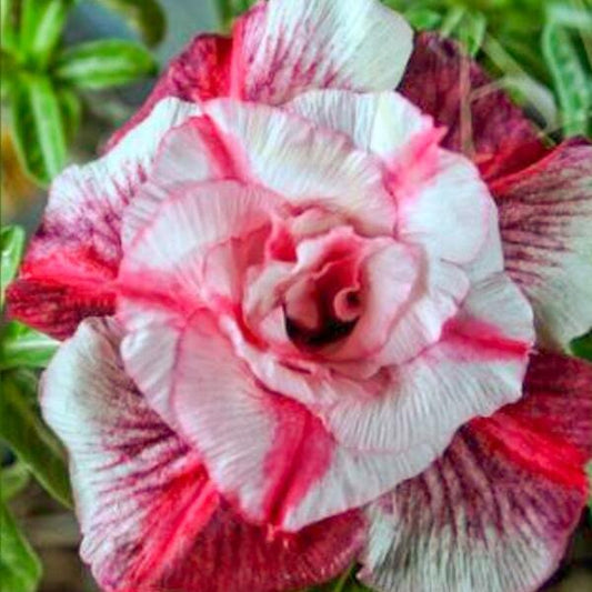 Adenium obesum SIAM 25-34
