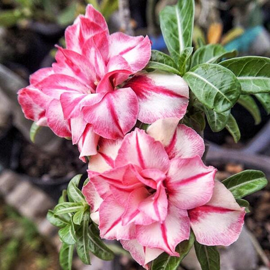 Adenium obesum SIAM 25-36