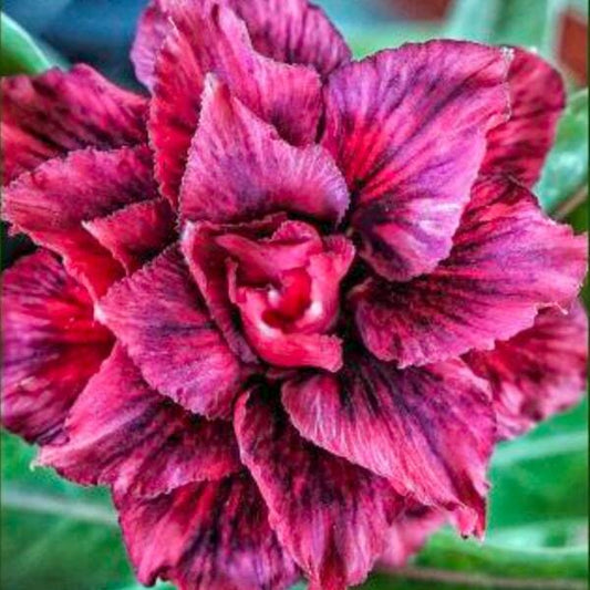Adenium obesum SIAM 25-37