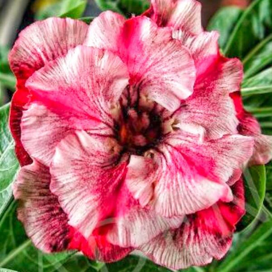 Adenium obesum SIAM 25-38