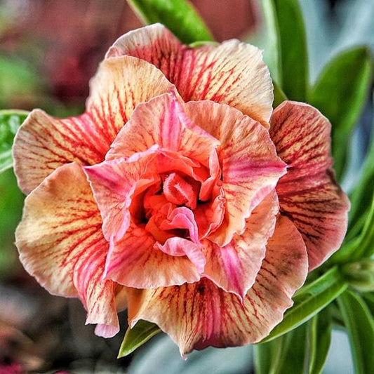 Adenium obesum SIAM 25-39