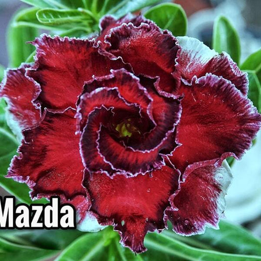 Adenium obesum SIAM 25-40