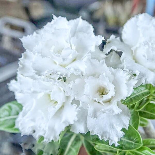 Adenium obesum SIAM 25-41